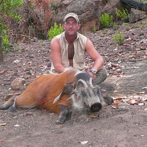 Red River Hog 66kg hunted in CAR