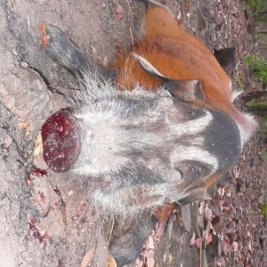 Red River Hog 66kg hunted in CAR