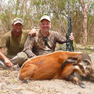 Hunting Red river Hog in CAR