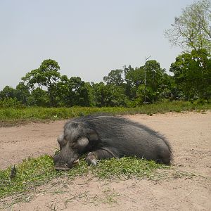 Hunting Giant Forest Hog in Central Africa