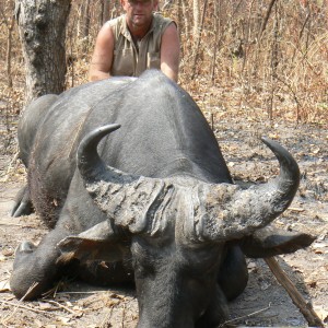 Black buffalo bull from CAR