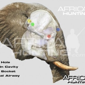 Hunting Elephant Head Shot Placement