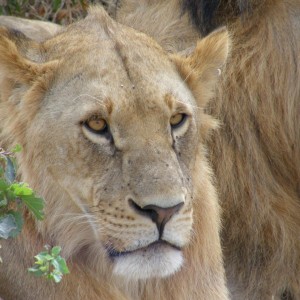 Lioness South Africa