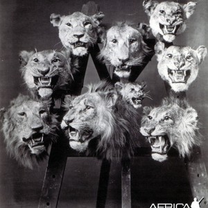 Lion Heads