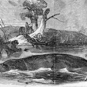 Drawing of a Hippo by Cumming