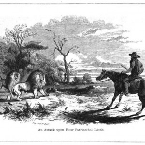 Drawing of Lions by Cumming