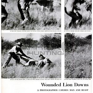 Wounded Lion Downs, 1955