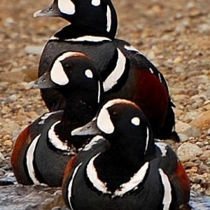 kodiak harlequin