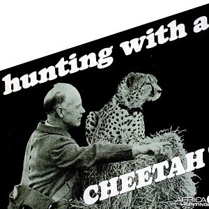 hunting with a CHEETAH!