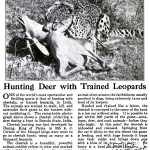 Hunting Deer with Trained Leopards