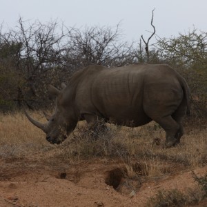 Big White Rhino