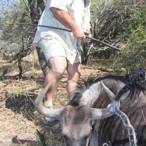 Bowhunting Blue Wildebbest South Africa