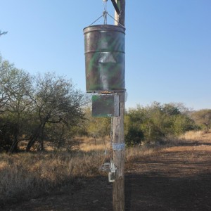 Corn feeder with little trap