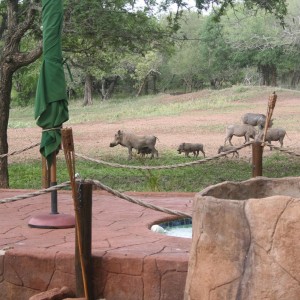 Warthogs South Africa