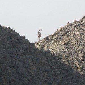 Ibex Hunt Pakistan