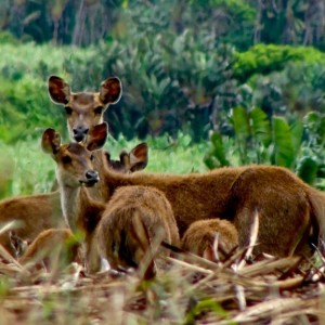 Mauritian deer, formely know as Rusa deers