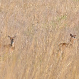 Two beautiful, yearling bucks resting after play-fighting in a field, US