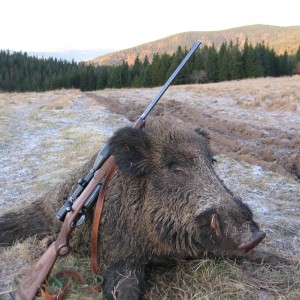 Boar from Slovakia