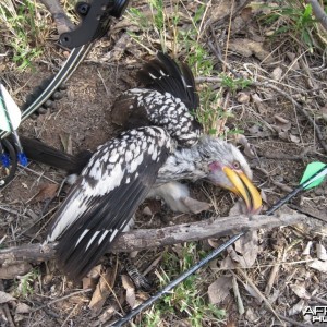 Yellow Billed Horn Bill Bow Hunt