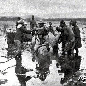 Theodore Roosevelt, bringing the big bull hippo to shore