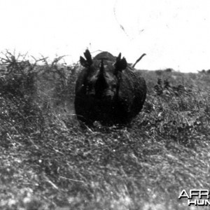 Theodore Roosevelt, black rhino