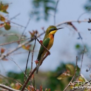 A bee-eater seen while on a lunch break in the Selous