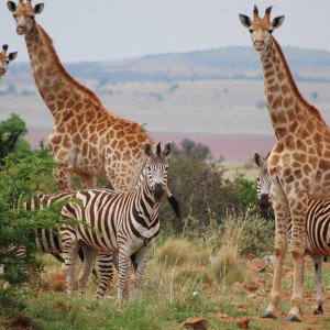 Giraffe and zebra in South Africa