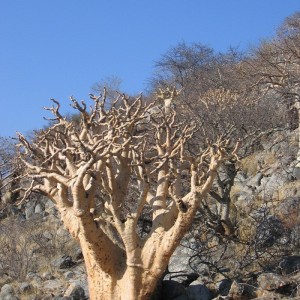 Beauty at Namibian desert