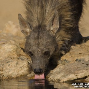 Brown Hyena South Africa