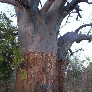 Baobab tree