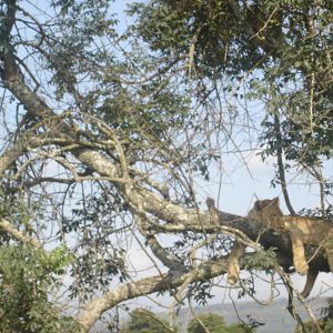 Found this cat resting on my last trip to Kenya