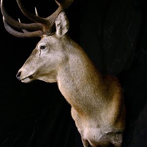 Stag Shoulder Mount Taxidermy