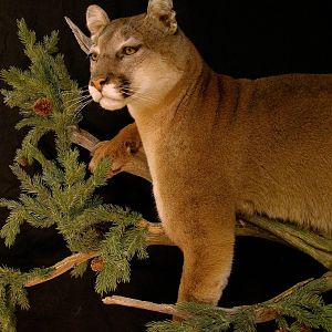 Cougar Full Mount