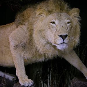 Lion Full Mount Pedestal Taxidermy Close Up