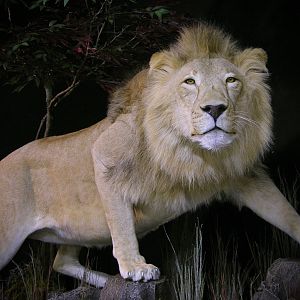 Lion Full Mount Pedestal Taxidermy