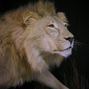 Lion Full Mount Pedestal Taxidermy Close Up