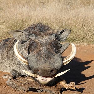 South Africa Hunting Warthog