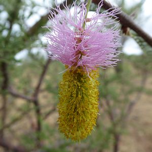 Bushes flowering Namibia