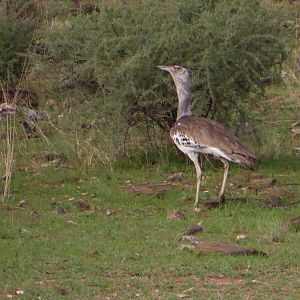 Kori Bustard Namibia