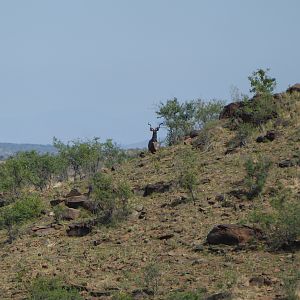 Kudu Namibia Hunting