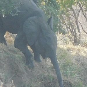 Elephant Burkina Faso