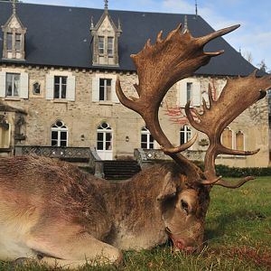 Hunt Fallow Deer France