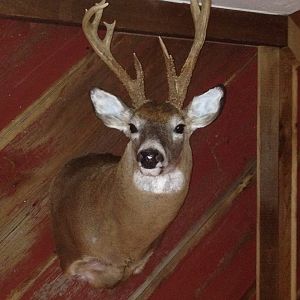 White-tailed Deer Shoulder Mount Taxidermy