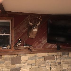 My trophy/mancave/bar room