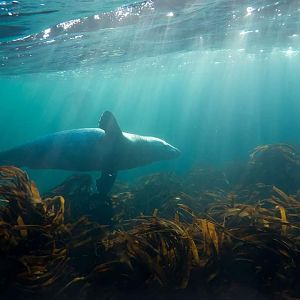 Seal Hunt in Norway