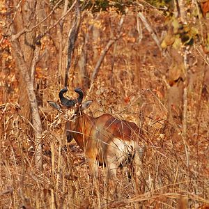 Western Hartebeest Zambia