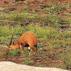 Bushbuck Zambia