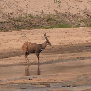 Bushbuck Zambia