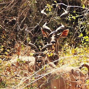 Kudu Zambia