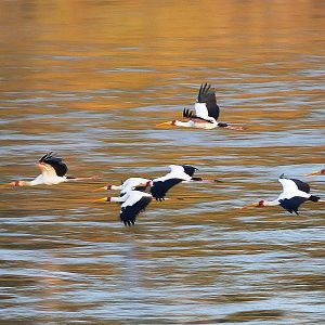 Birds from Zambia